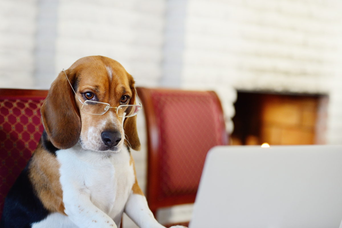 Hund sitzt mit Brille am Laptop und schaut in die Kamera